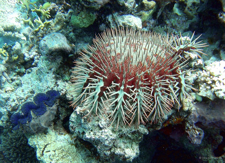 84- L'acanthaster possede jusqu'a 18 bras - Kouare.JPG